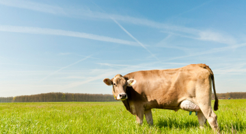 Le razze di bovine e il loro latte